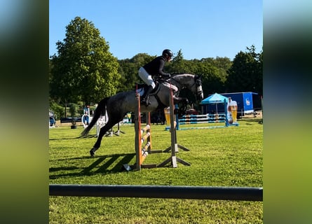 Westphalian, Mare, 5 years, 16 hh, Grey-Dapple