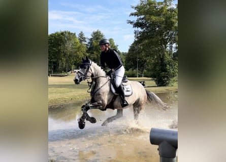 Westphalian, Mare, 5 years, 16 hh, Grey-Dapple