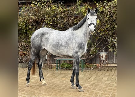 Westphalian, Mare, 5 years, 16,1 hh, Grey