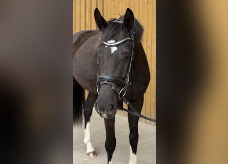 Westphalian, Mare, 5 years, 16,1 hh, Smoky-Black