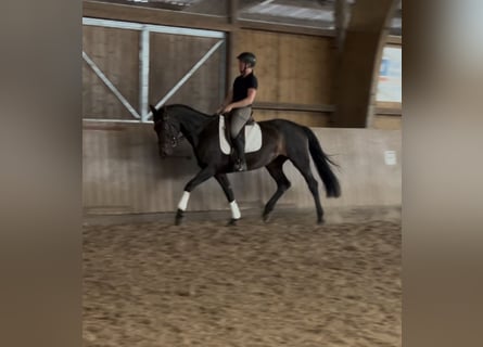 Westphalian, Mare, 5 years, 16,2 hh, Bay-Dark