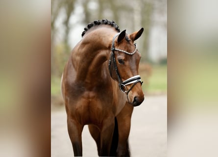 Westphalian, Mare, 5 years, 16,2 hh, Brown