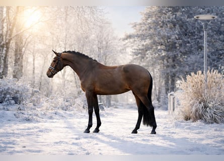 Westphalian, Mare, 5 years, 16,2 hh, Brown