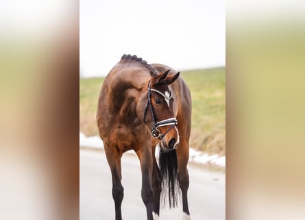Westphalian, Mare, 5 years, 16,2 hh, Brown