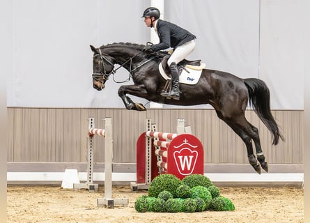 Westphalian, Mare, 5 years, 16,2 hh, Brown