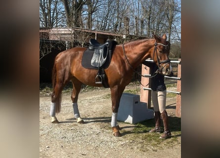 Westphalian, Mare, 5 years, 16,2 hh, Chestnut