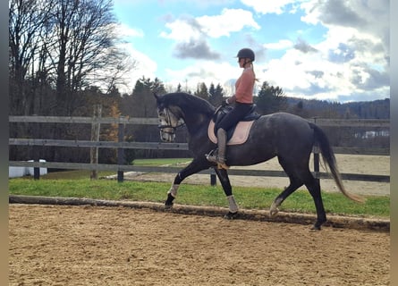 Westphalian, Mare, 5 years, 16,2 hh, Grey