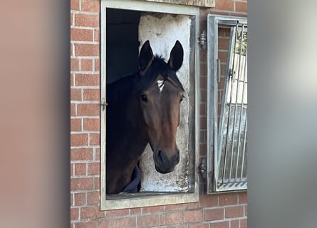 Westphalian, Mare, 5 years, 17,1 hh, Brown