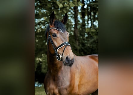 Westphalian, Mare, 5 years, 17.2 hh, Brown