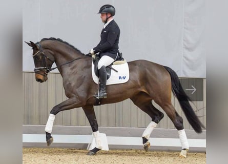 Westphalian, Mare, 5 years, 17 hh, Bay-Dark