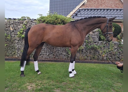 Westphalian, Mare, 5 years, 17 hh, Brown