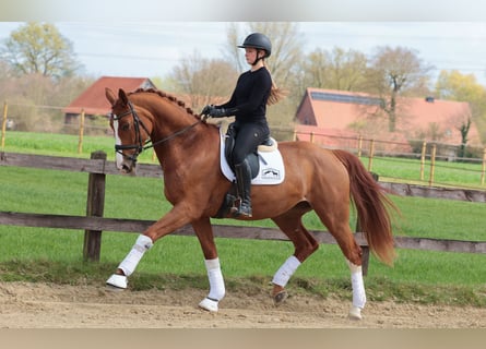 Westphalian, Mare, 5 years, 17 hh, Chestnut-Red