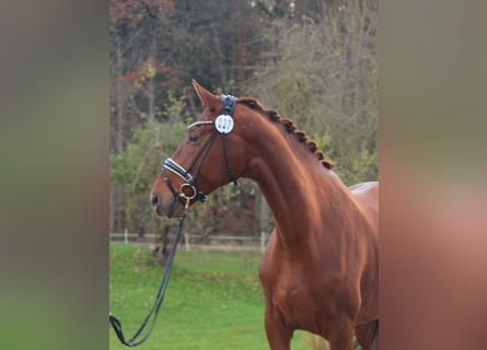 Westphalian, Mare, 5 years, 17 hh, Chestnut-Red