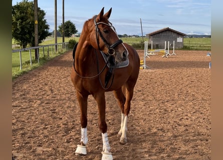 Westphalian, Mare, 5 years, 17 hh, Chestnut-Red