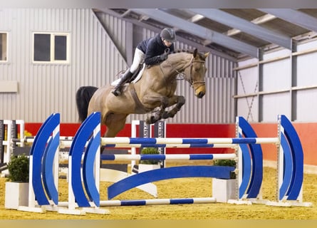 Westphalian, Mare, 5 years, 17 hh