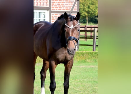 Westphalian, Mare, 5 years, 17,1 hh, Bay-Dark