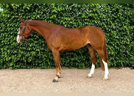 Westphalian, Mare, 5 years, Brown