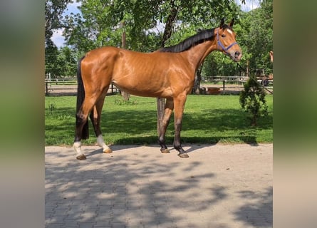 Westphalian, Mare, 5 years