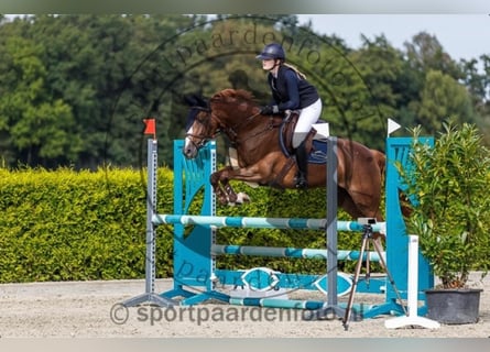 Westphalian, Mare, 5 years