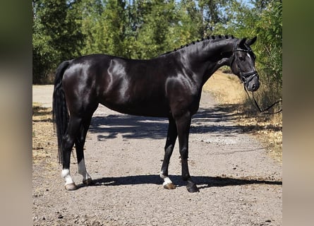 Westphalian, Mare, 6 years, 15.1 hh, Black
