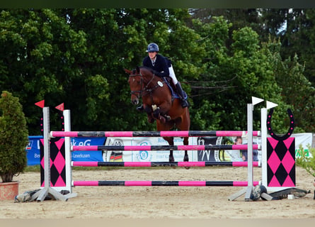 Westphalian, Mare, 6 years, 15,2 hh, Brown