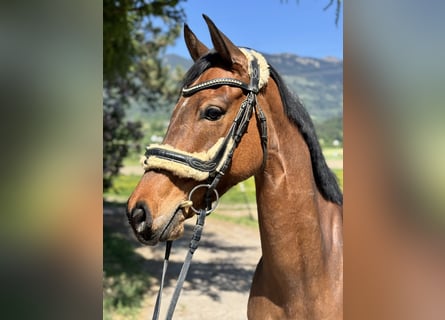 Westphalian, Mare, 6 years, 15,1 hh, Brown