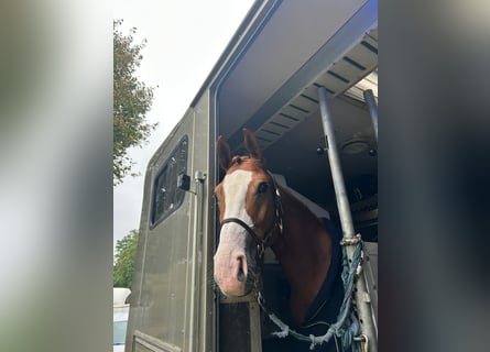 Westphalian, Mare, 6 years, 15,3 hh, Chestnut-Red