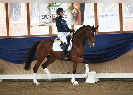 Westphalian, Mare, 6 years, 16,1 hh, Brown