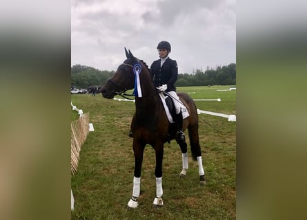 Westphalian, Mare, 6 years, 16.1 hh, Brown Westphalian, Mare, 6 years, 16.1 hh, Brown