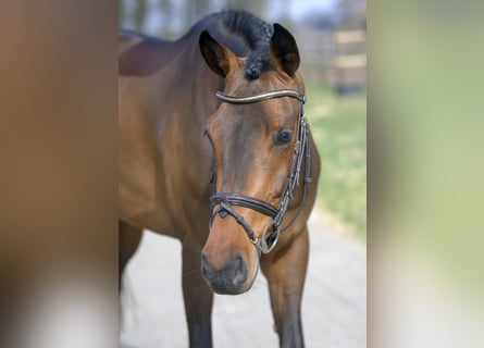 Westphalian, Mare, 6 years, 16.1 hh, Brown