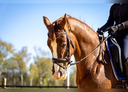 Westphalian, Mare, 6 years, 16.1 hh, Chestnut-Red