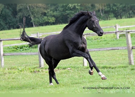 Westfale, Stute, 6 Jahre, 16,2 hh, Rappe