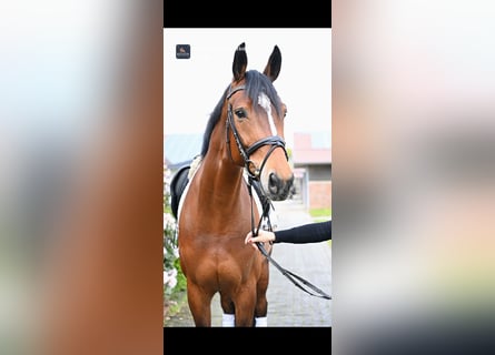 Westfale, Stute, 6 Jahre, 16,2 hh, Brauner