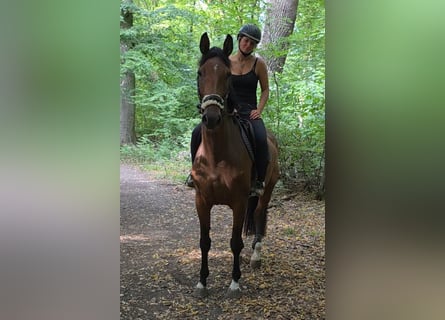 Westphalian, Mare, 6 years, 16.2 hh, Brown Westphalian, Mare, 6 years, 16.2 hh, Brown