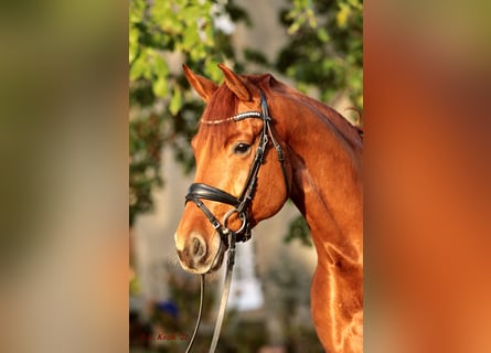 Westphalian, Mare, 6 years, 16.2 hh, Chestnut-Red