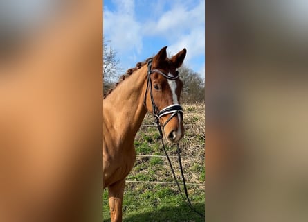 Westphalian, Mare, 6 years, 16,2 hh, Chestnut-Red