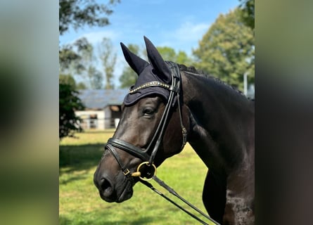 Westphalian, Mare, 6 years, 16,3 hh, Bay-Dark