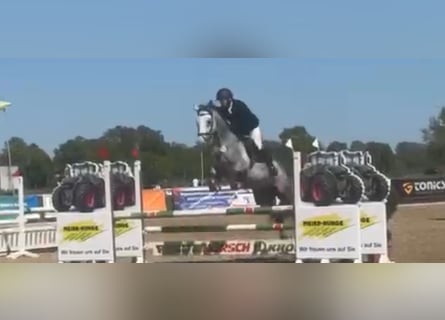 Westphalian, Mare, 6 years, 16.3 hh, Grey-Dapple