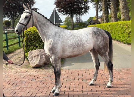 Westphalian, Mare, 6 years, 16.3 hh, Grey-Dapple