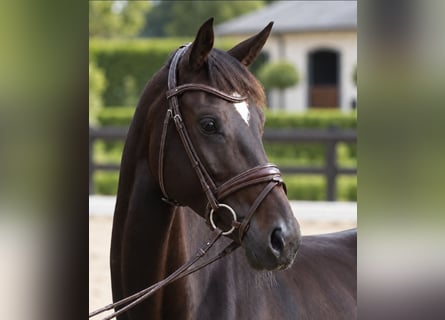 Westphalian, Mare, 6 years, 16 hh, Bay-Dark
