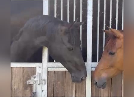 Westphalian, Mare, 6 years, 16 hh, Black