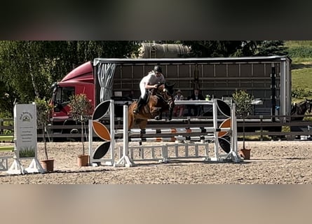 Westphalian, Mare, 6 years, 16 hh, Brown