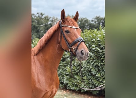 Westphalian, Mare, 6 years, 16 hh, Chestnut-Red
