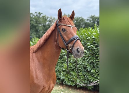 Westphalian, Mare, 6 years, 16 hh, Chestnut-Red