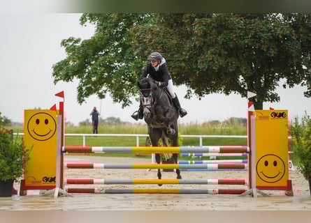 Westphalian, Mare, 6 years, 16 hh, Grey-Dapple