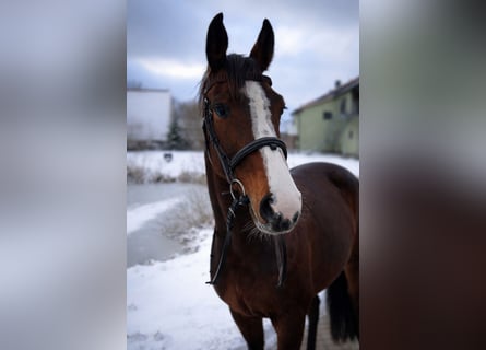 Westphalian, Mare, 6 years, 16,1 hh, Bay-Dark