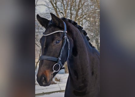 Westphalian, Mare, 6 years, 16,1 hh, Black