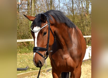 Westphalian, Mare, 6 years, 16,1 hh, Brown