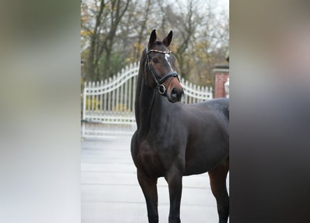 Westphalian, Mare, 6 years, 16,1 hh, Brown