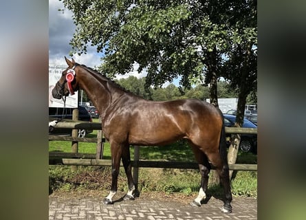 Westphalian, Mare, 6 years, 16,1 hh, Brown